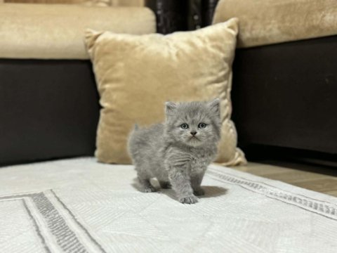 British longhair ve shorthair