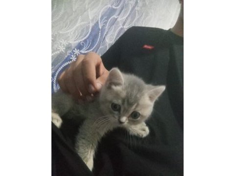 Mars british shorthair