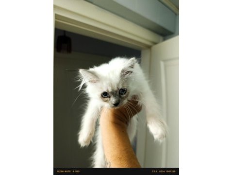British shorthair yavruları