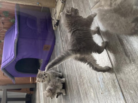 British shorthair anne ve 2 yavru british longhair 3 yavru