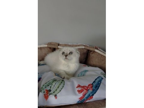 Bu kalite hiçbiryerde yok! ns1133 scotısh fold 