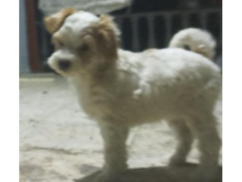 Uygun fiyat köpeğimiz