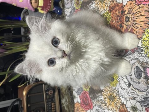 British longhair yavru kediler