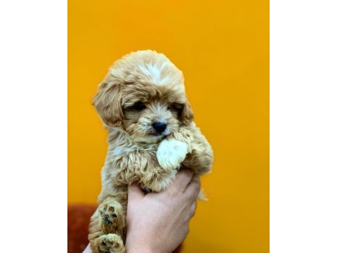 Tcup maltipoo red yavrular