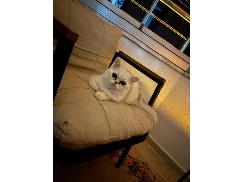 British shorthair erkek 1 yaşında