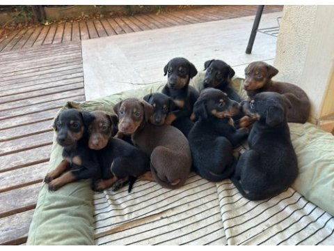 Estetikli ve estetiksiz doberman yavrular