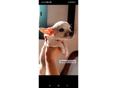 Minyatür pinscher