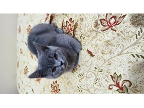 27 şubat doğumlu british shorthair