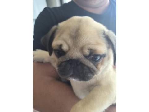 Sahiplendirilecek pug köpeğimiz