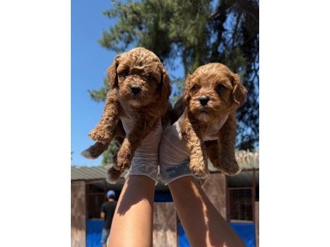 Maltipoo yavrularımız
