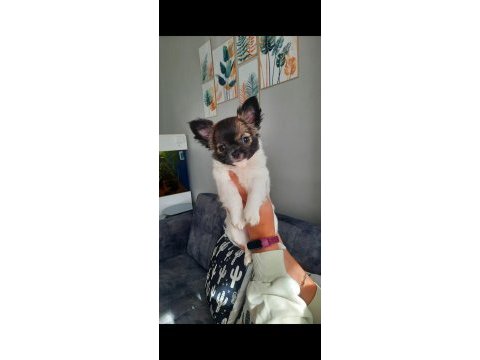 Irk garantili chihuahua yavrular