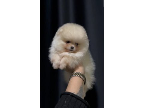 Teddy bear dişi pomeranian