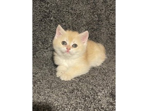Anne baba şecereli golden ny12 safkan british erkek