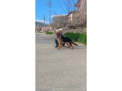 Şecereli 6 aylık dişi alman kurdu
