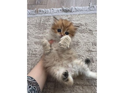 1 aylik british longhair bebik kedimize yuva arıyoruz.