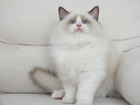 Full şecereli ragdoll yavruları
