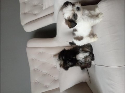 Shih tzu 2 erkek yavru