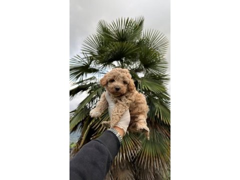 Poodle ayarında maltipoo 