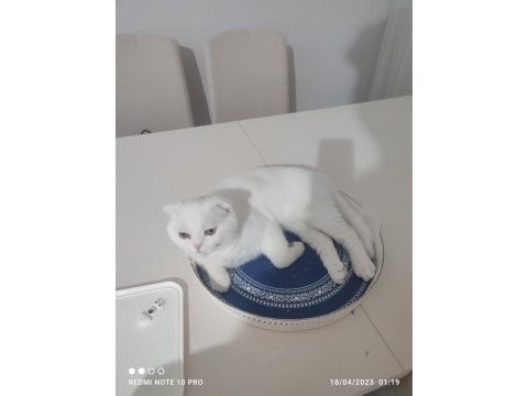 Scottish fold çiftleştirme ilanı