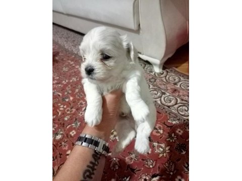 Minnak bebişler