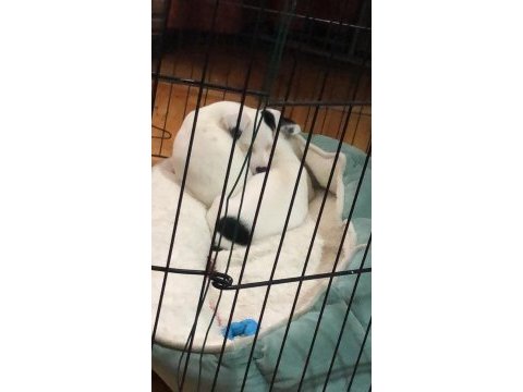 Jack russell yavruları