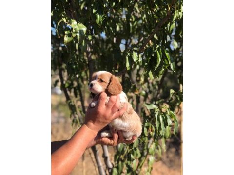 1. elden üreticisinden cavalier king charles yavrular