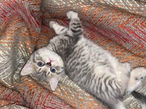 Yavru british shorthair kedilerim