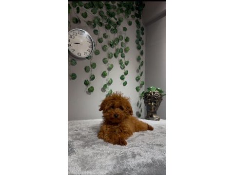 4.5 aylık dişi toy poddle