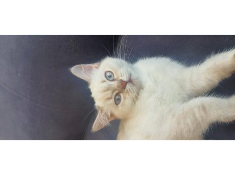 Scottish blue point cinsi 3 aylık dişi