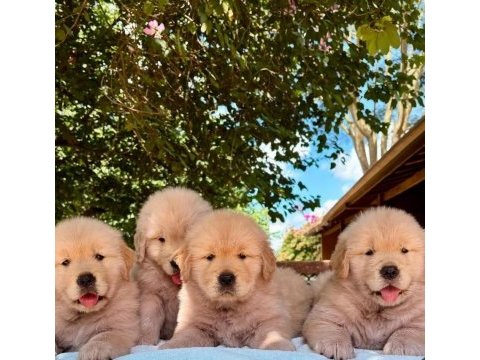 Safkan sağlık ve ırk garantili golden yavrulari 
