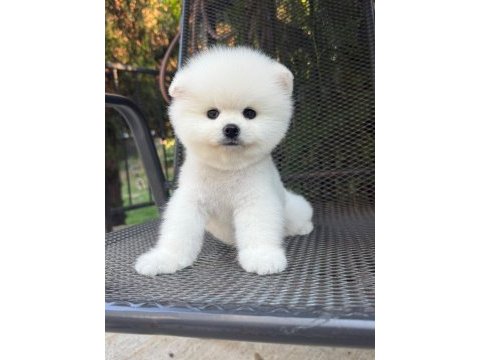 Pomeranian boo kusursuz