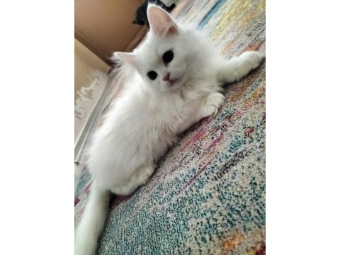 Erkek chinchilla hemen teslim