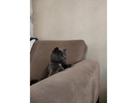 Russian blue kedimi acil sahiplendiriyorum