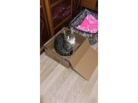 2,5 yaşında tekir kedim