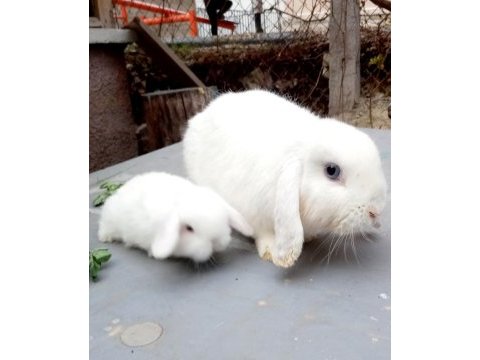 Beyaz renk mavi gözlü hollanda mini lop tavşan