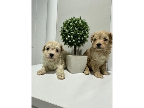 Maltipoo yavrularımız