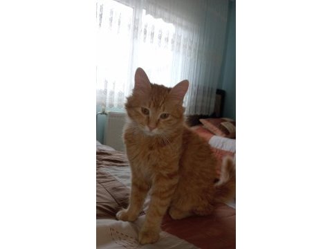 Kedimizi kızımız için almıştım aşırı alerjik yaptı tüyü