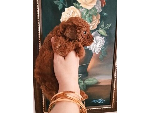 Safkan red brown toy poodle yavrular üst kalite