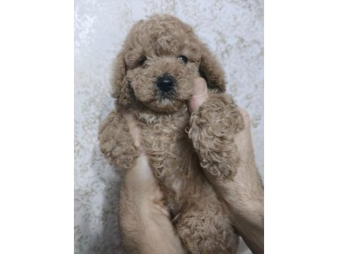 Toy poodle köpekler