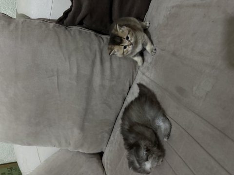 Bayram şeker kedilerim minik dostlarımız