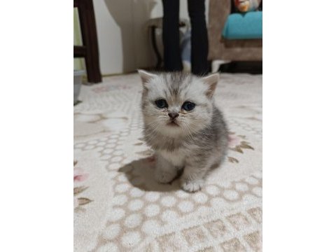Scottish fold ve scottish straigt yavrularım