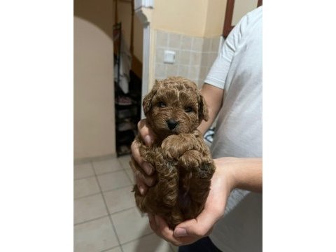 2 dişi ve 2 erkek kırmızı kahve renk minyatür poodle