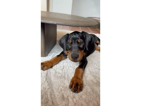 Evinizin yeni tapu sahibi doberman