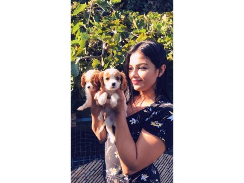 Safkan cavalier king charles yavrularım