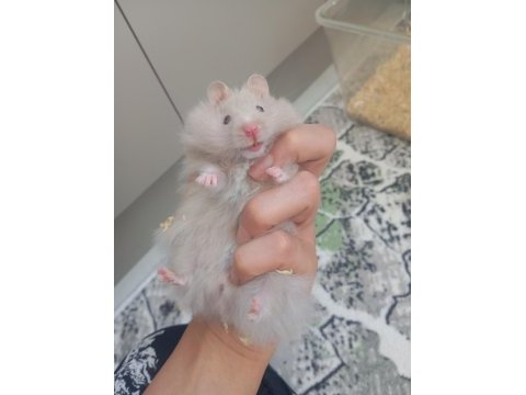 Hamster beyaz