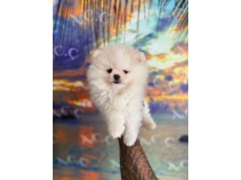 Sağlık ve ırk garantili pomeranian marmaris