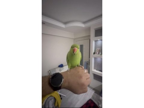 Full evcil konuşan pakistan papağanımız çiko