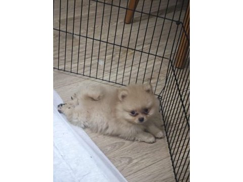 Pomeranian yavrularımız
