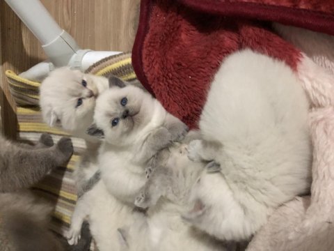 Scottish fold prensler yeni yuvalarına hazırlar