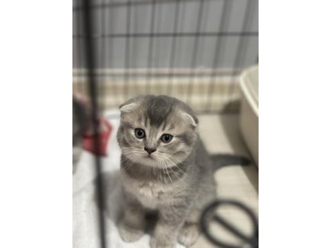 Scottish tabby british longhair erkek ve dişi 2 aylık